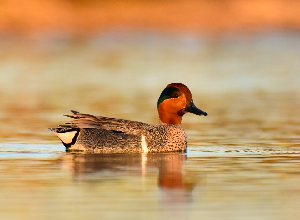 Green-winged teal at LaCreek National Wildlife Refuge