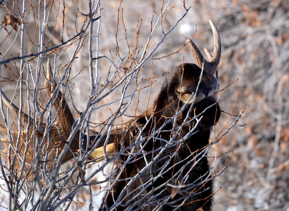 Moose at Seedskadee National Wildlife Refuge