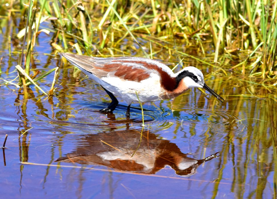 Wilson's phalarope at Seedskadee National Wildlife Refuge