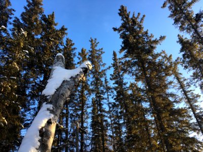 Sky Pointers
