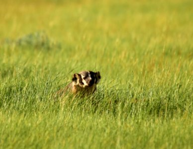 American badger at Arapaho National Wildlife Refuge