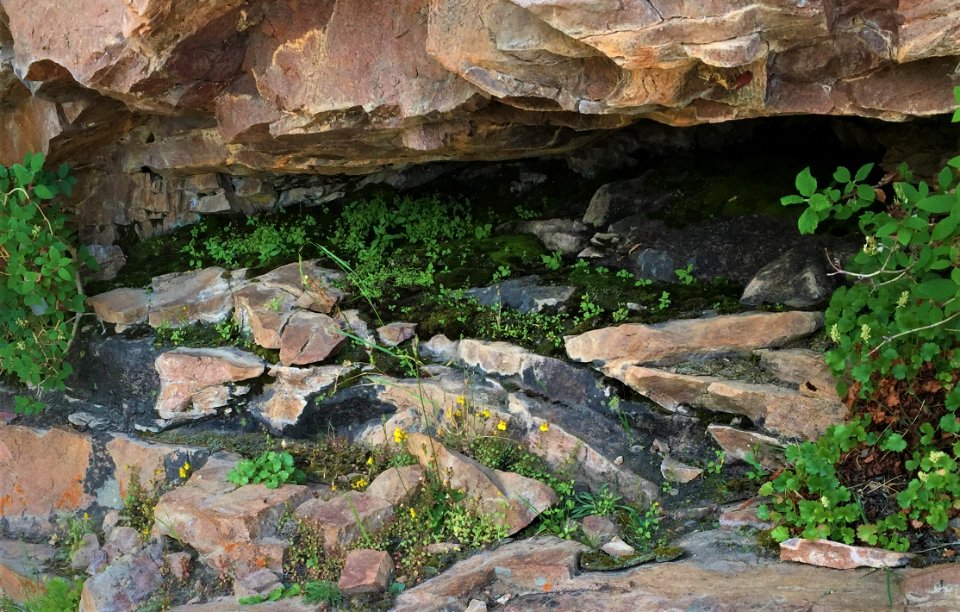 Rocky Mountain Monkeyflower (tiny yellow flowers) - Black Mountain Population in Staunton State Park in Colorado