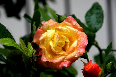 Open flower nature