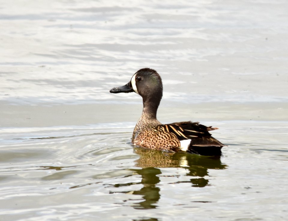 Blue-winged teal at Seedskadee National Wildlife Refuge