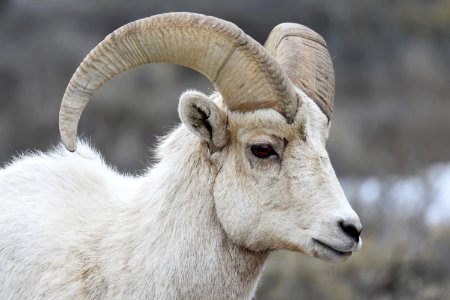 Bighorn Sheep Ram photo