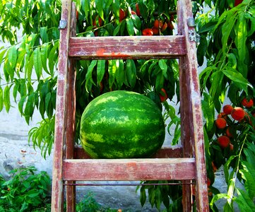 Melon watermelon fruit
