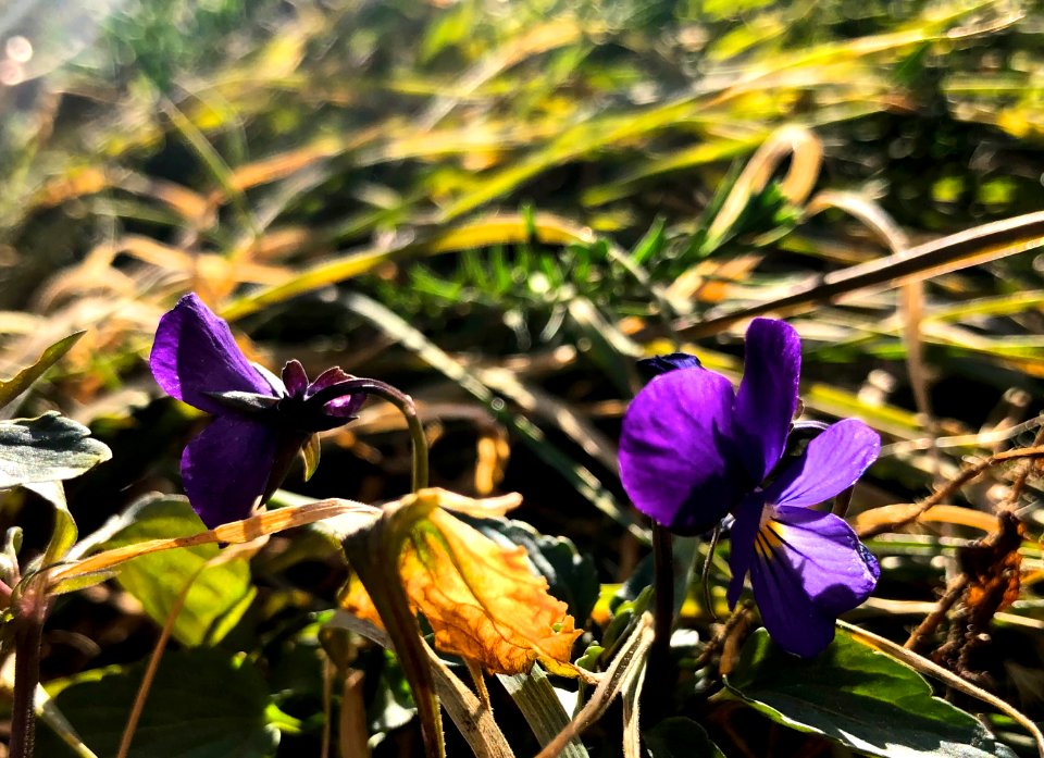 Behold The Tough Little Violet