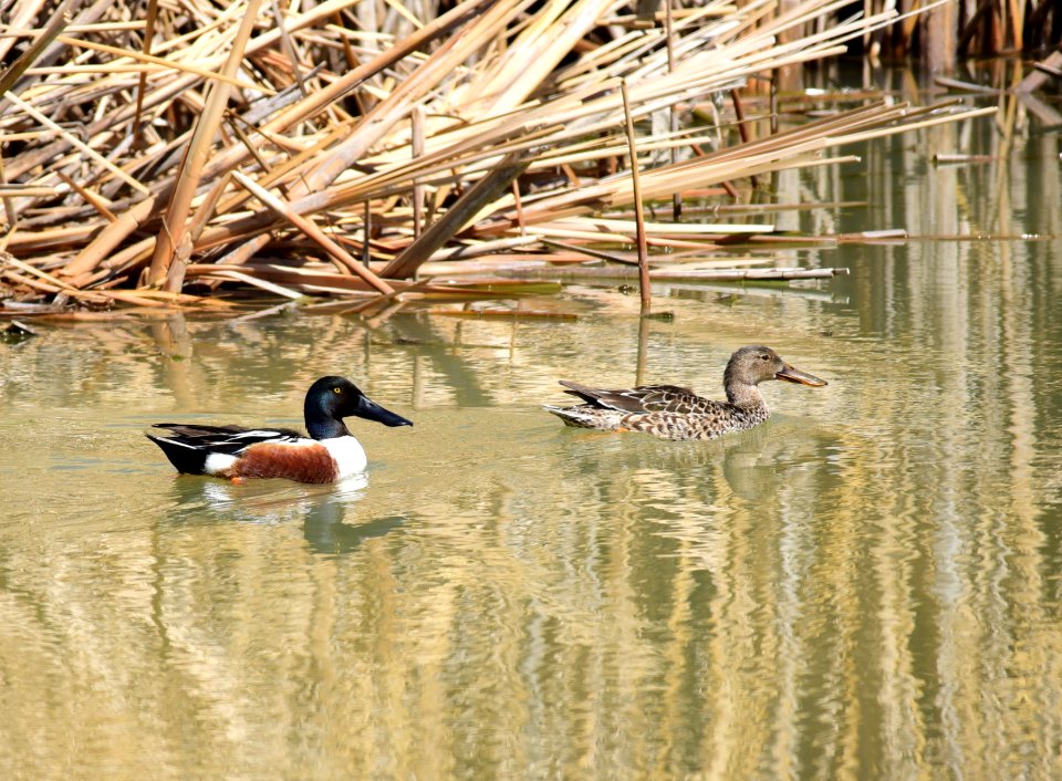 Northern shoveler at Seedskadee National Wildlife Refuge