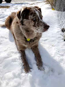 Comfort in the Snow