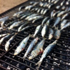 Fish grid sardine