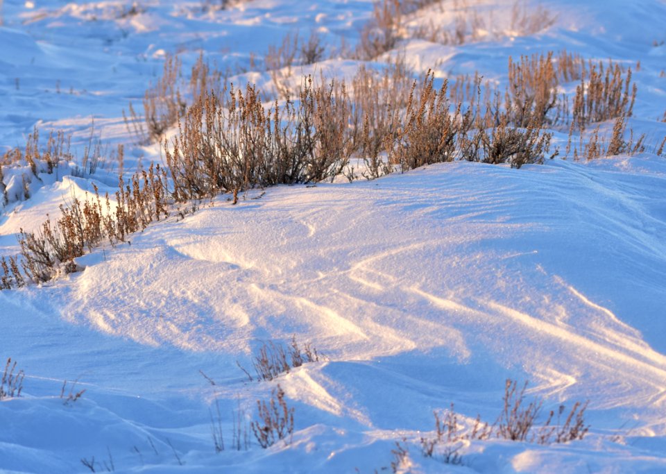 Sage Steppe in winter at Seedskadee National Wildlife Refuge