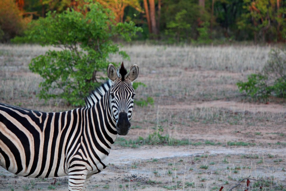 Zebra