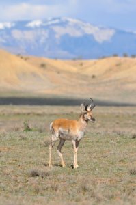 Pronghorn, Scott Somershoe 2