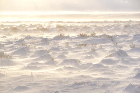 Sage steppe at Seedskadee National Wildlife Refuge
