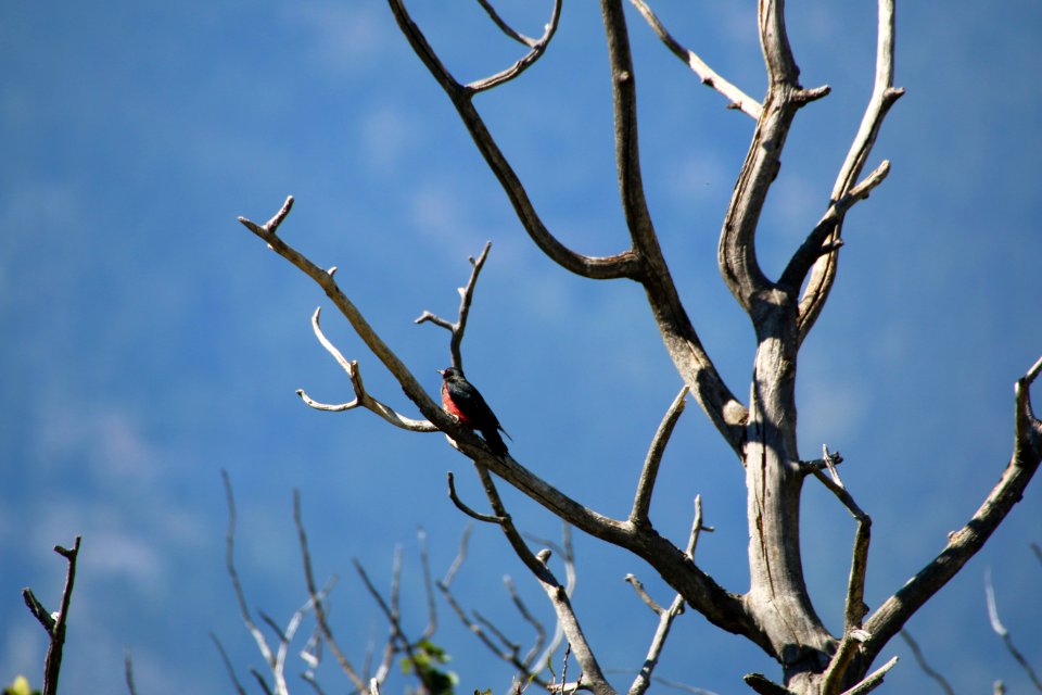 Lewis's Woodpecker