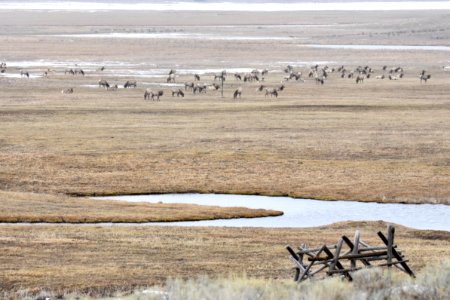 Spring on the National Elk Refuge photo