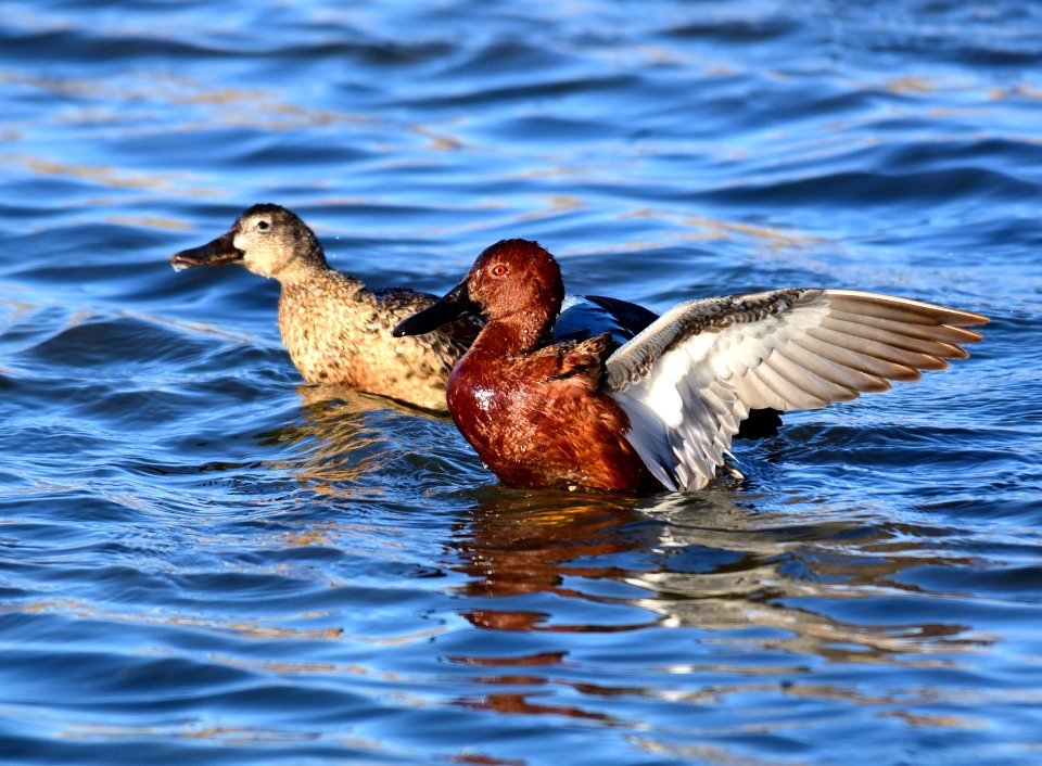 Cinnamon teal at Seedskadee National Wildlife Refuge