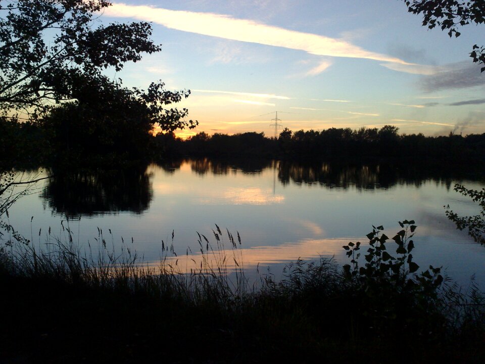 Forest nature twilight