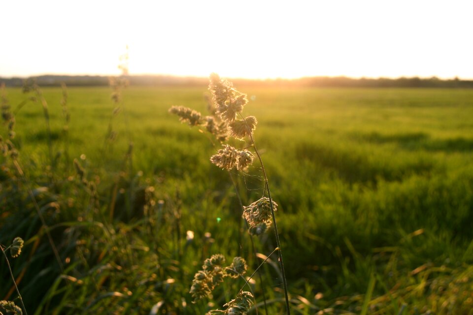 Arable fields meadow