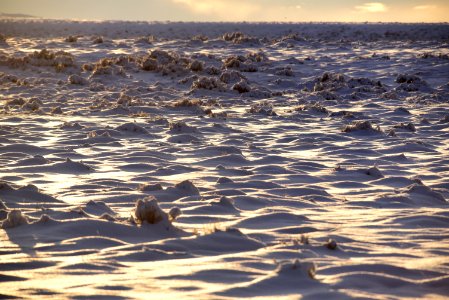 Sage steppe in winter at Seedskadee National Wildlife Refuge
