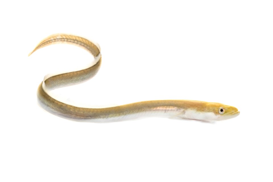 American Eel - juvenile