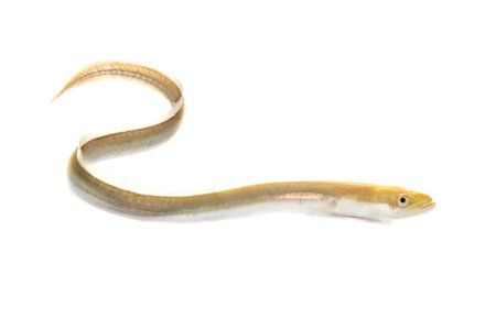 American Eel - juvenile photo