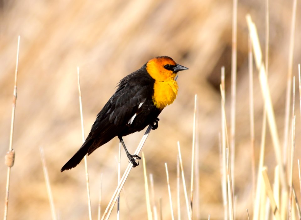 Yellow-headed blackbird at Seedskadee National Wildlife Refuge