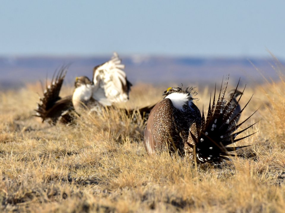 Greater sage-grouse near Seedskadee National Wildlife Refuge