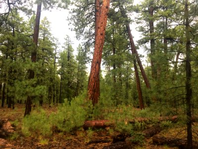 Among the Ponderosa Pines
