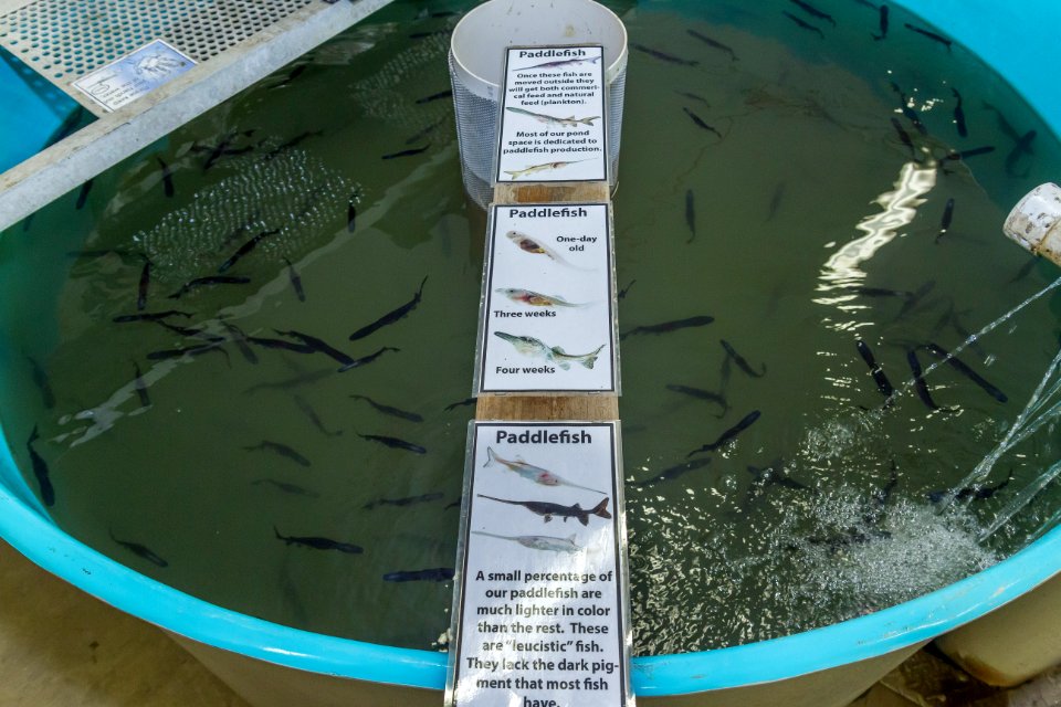 Paddlefish Fingerlings