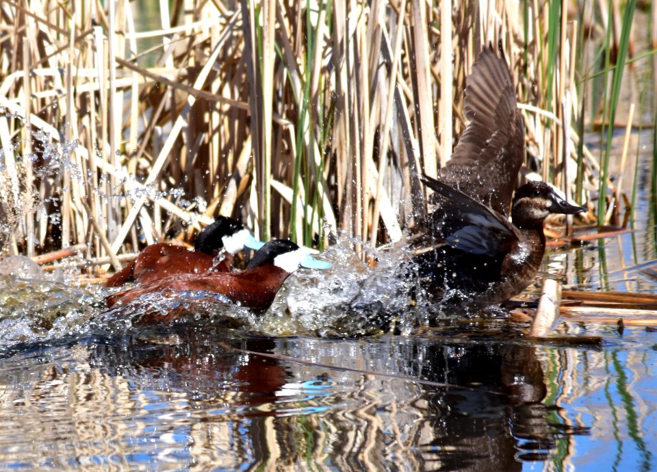 Ruddy duck at Seedskadee National Wildlife Refuge