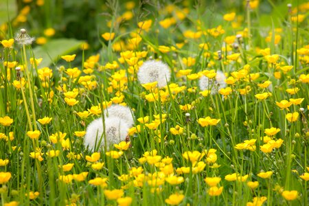 Yellow spring summer
