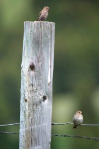 Pine Siskins