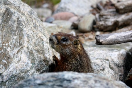 Yellow-bellied Marmot