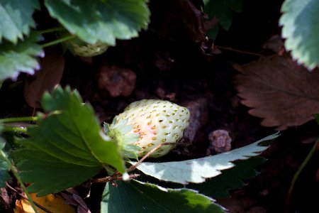 C'mon Strawberries, Turn!