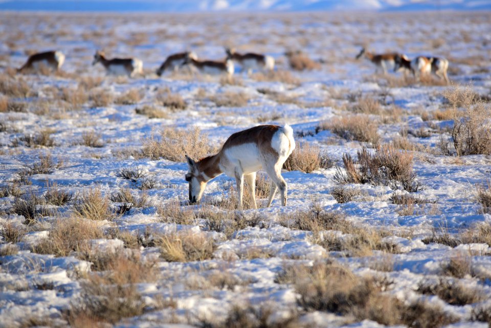 Pronghorn on Seedskadee National Wildlife Refuge