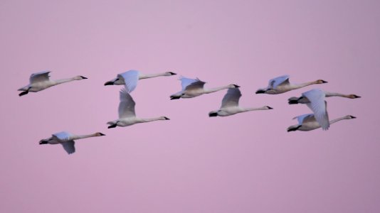 Trumpeter swans at LaCreek National Wildlife Refuge