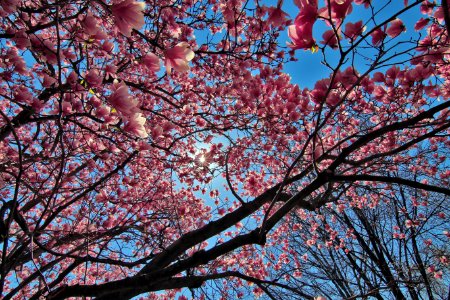 Full Spring