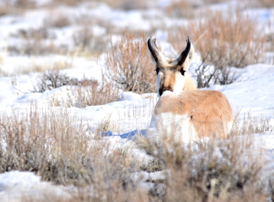 Pronghorn at Seedskadee National Wildlife Refuge