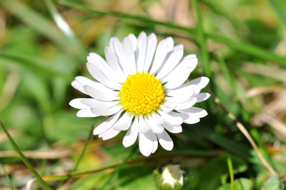 Meadow garden flower
