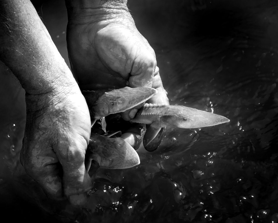 Pallid Sturgeon Fingerlings