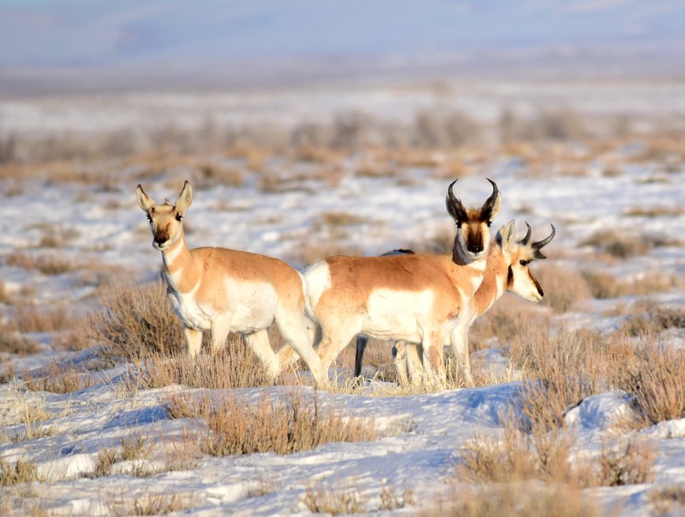 Pronghorn on Seedskadee National Wildlife Refuge