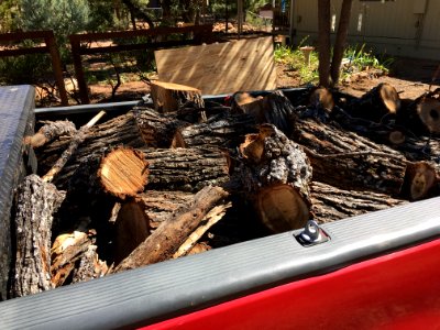 Today's Wood Outing