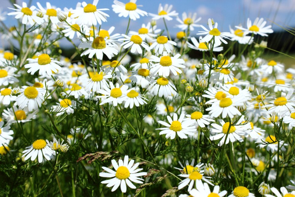 Medicinal herbs medicinal plant blossom