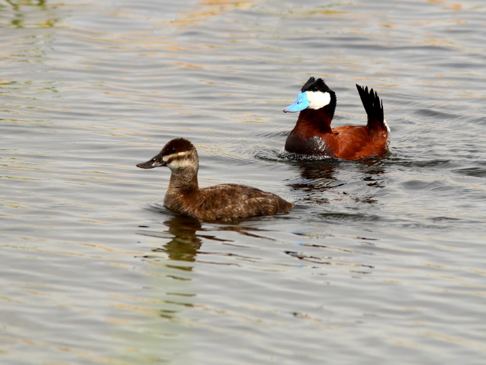 Ruddy duck at Seedskadee National Wildlife Refuge