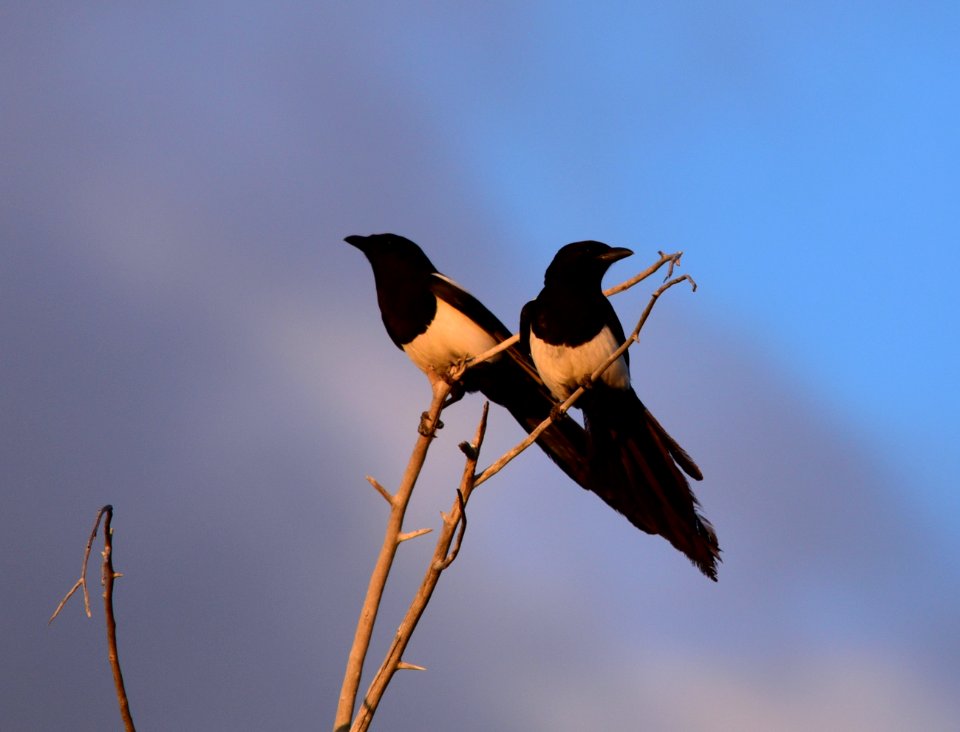 Black-billed magpie at Seedskadee National Wildlife Refuge