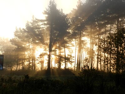 Evening light forest photo