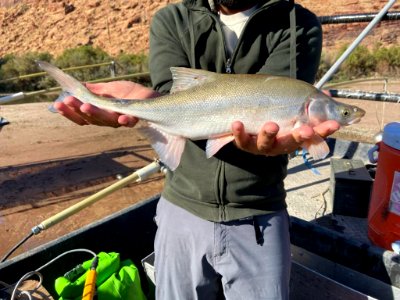 Giant untagged bonytail