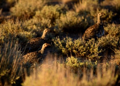 Greater sage-grouse at Seedskadee National Wildlife Refuge