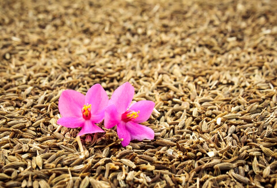 Closeup spice grains